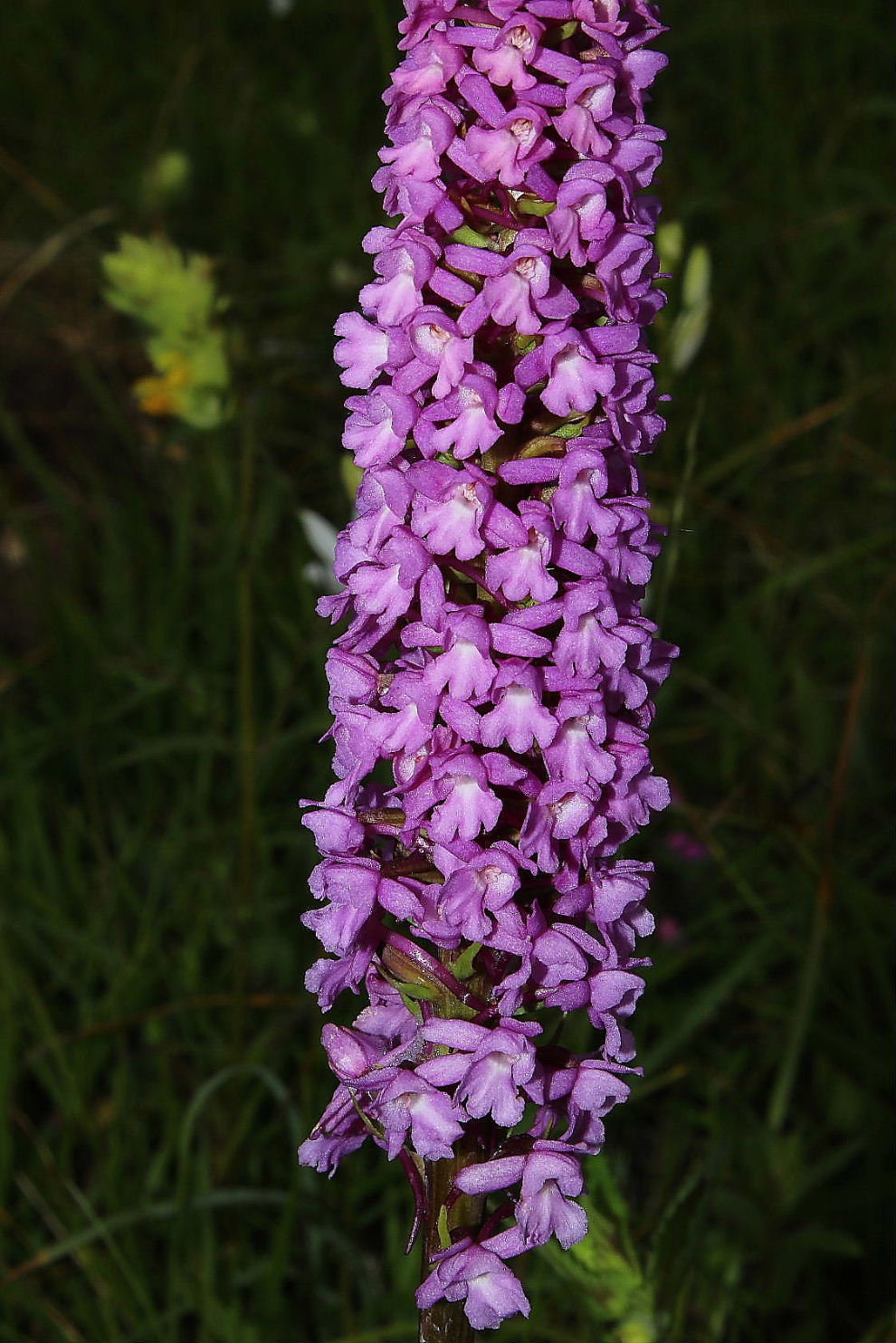 Gymnadenia conopsea